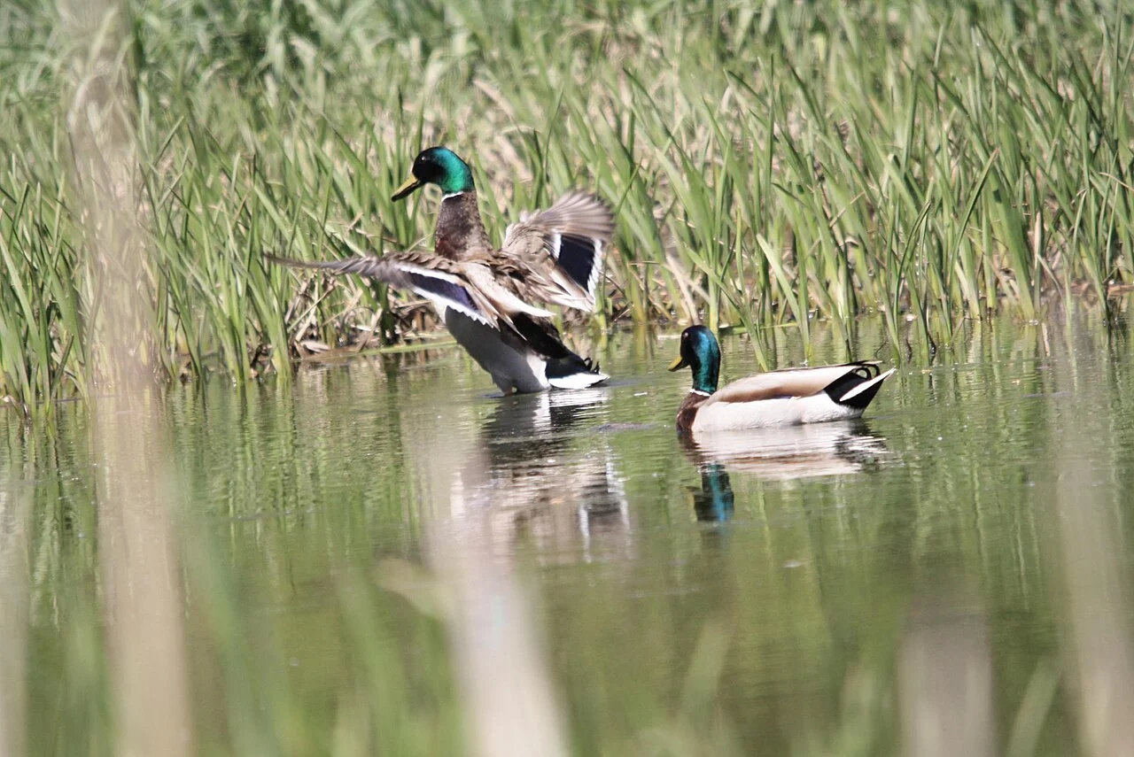 Photo of Hales Corners