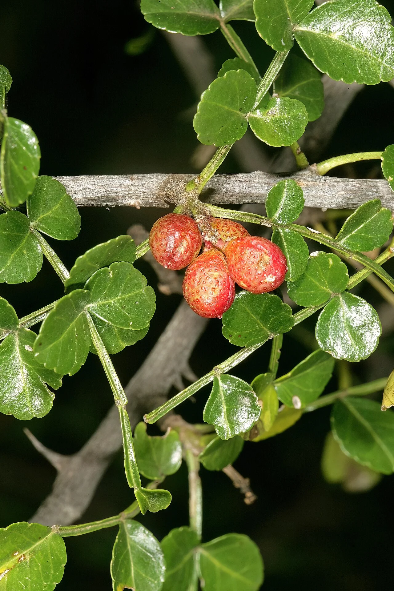 Photo of Hartbeesfontein