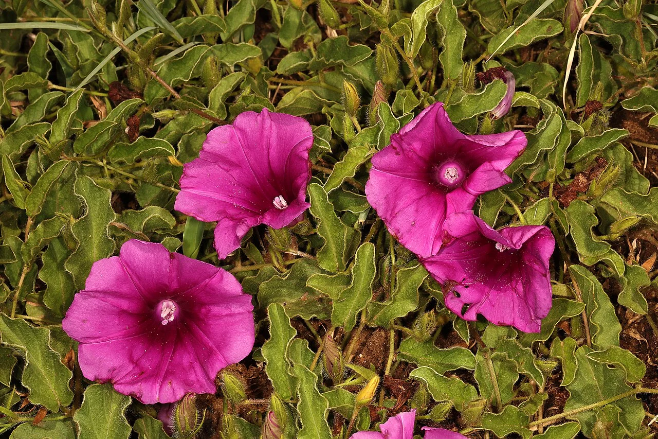 Photo of Hartbeestfontein-A