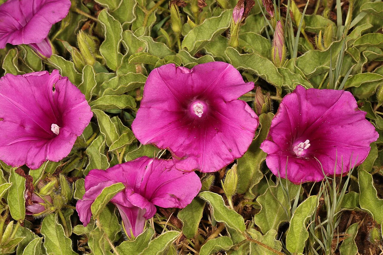 Photo of Hartbeestfontein-A