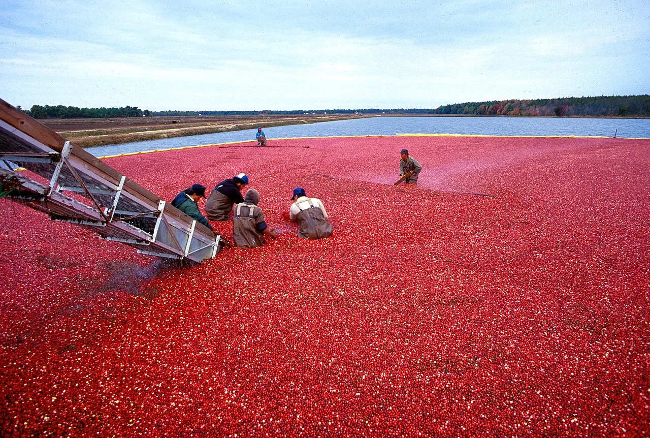 Photo of Harvest