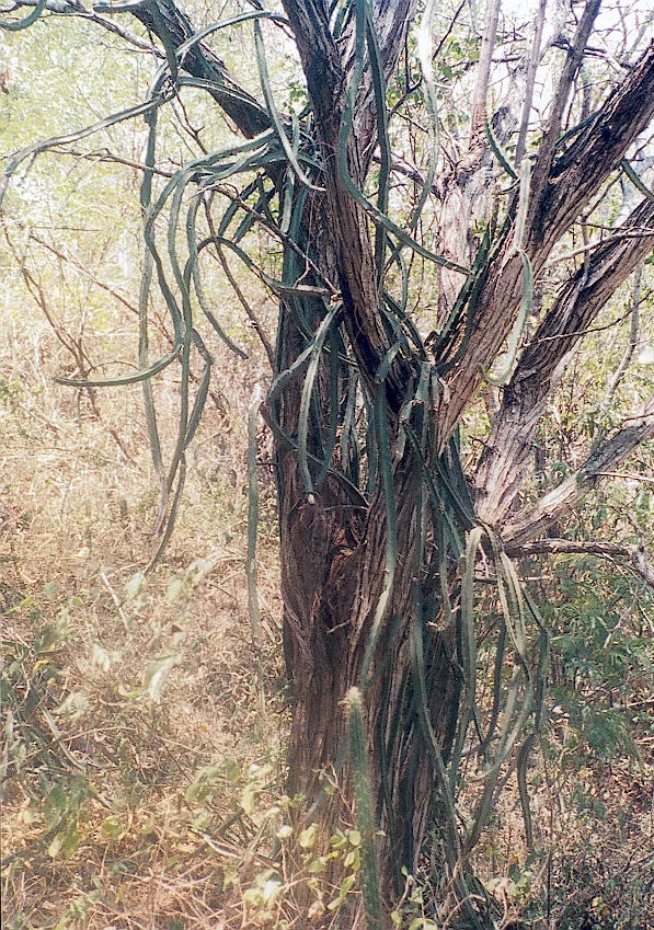 Photo of Hatillo Palma