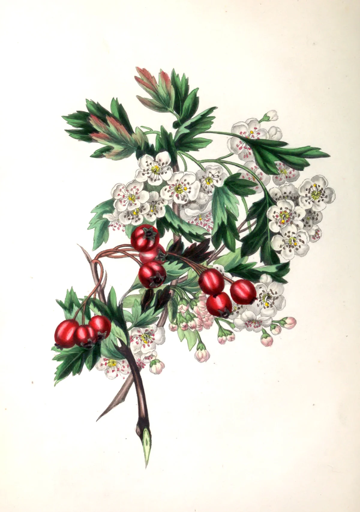 Photo of Hawthorn Woods