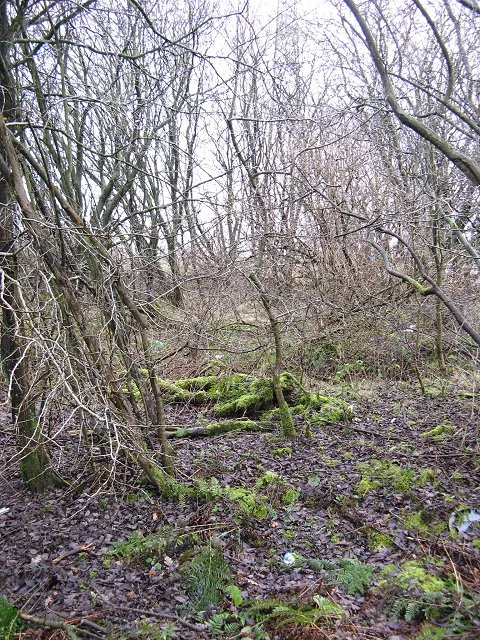 Photo of Head of Muir