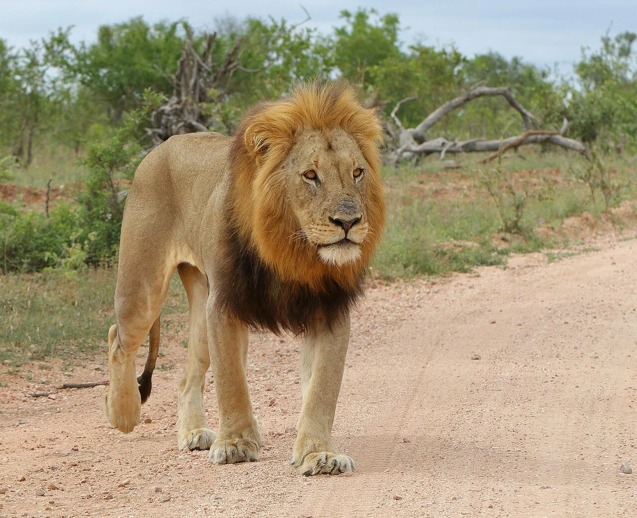 Photo of Hectorspruit