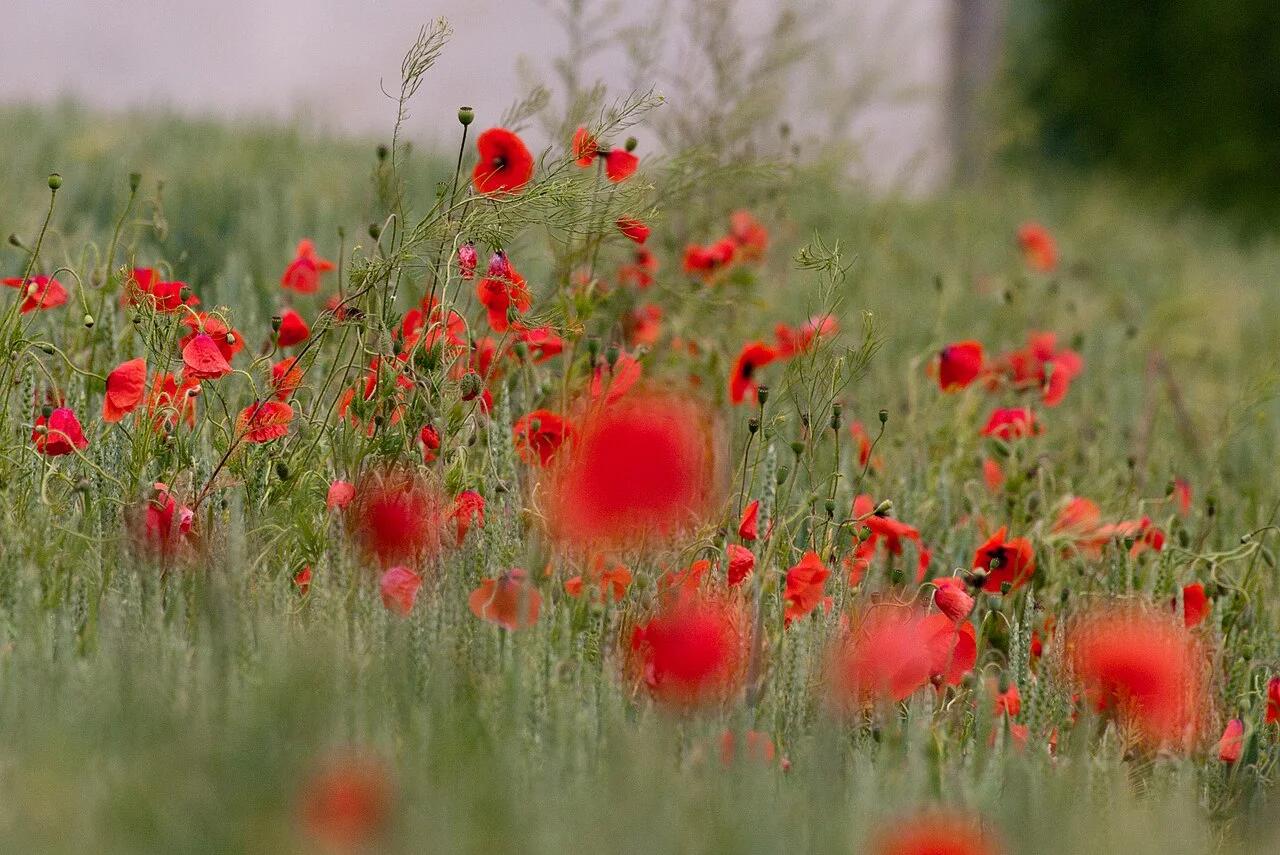 Photo of Hedersleben