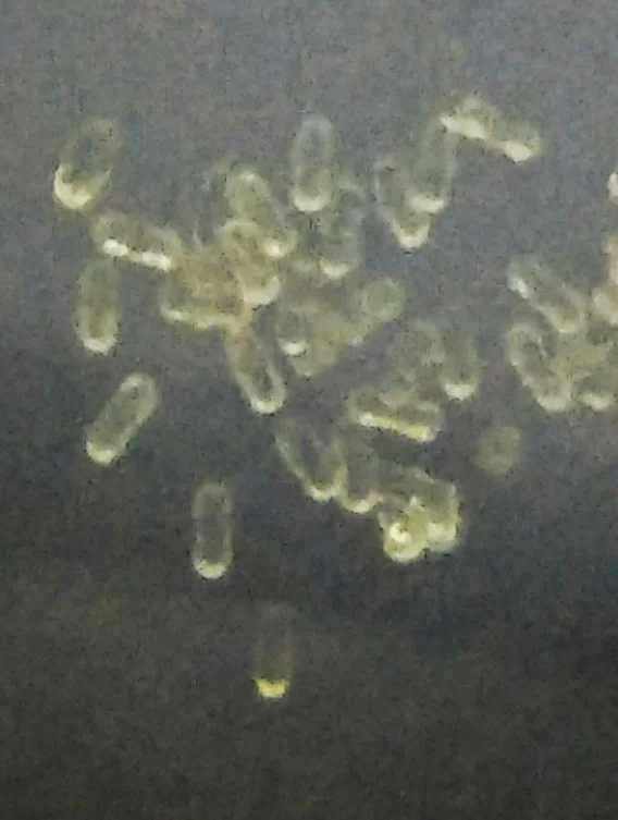 Photo of Heidelberg Heights