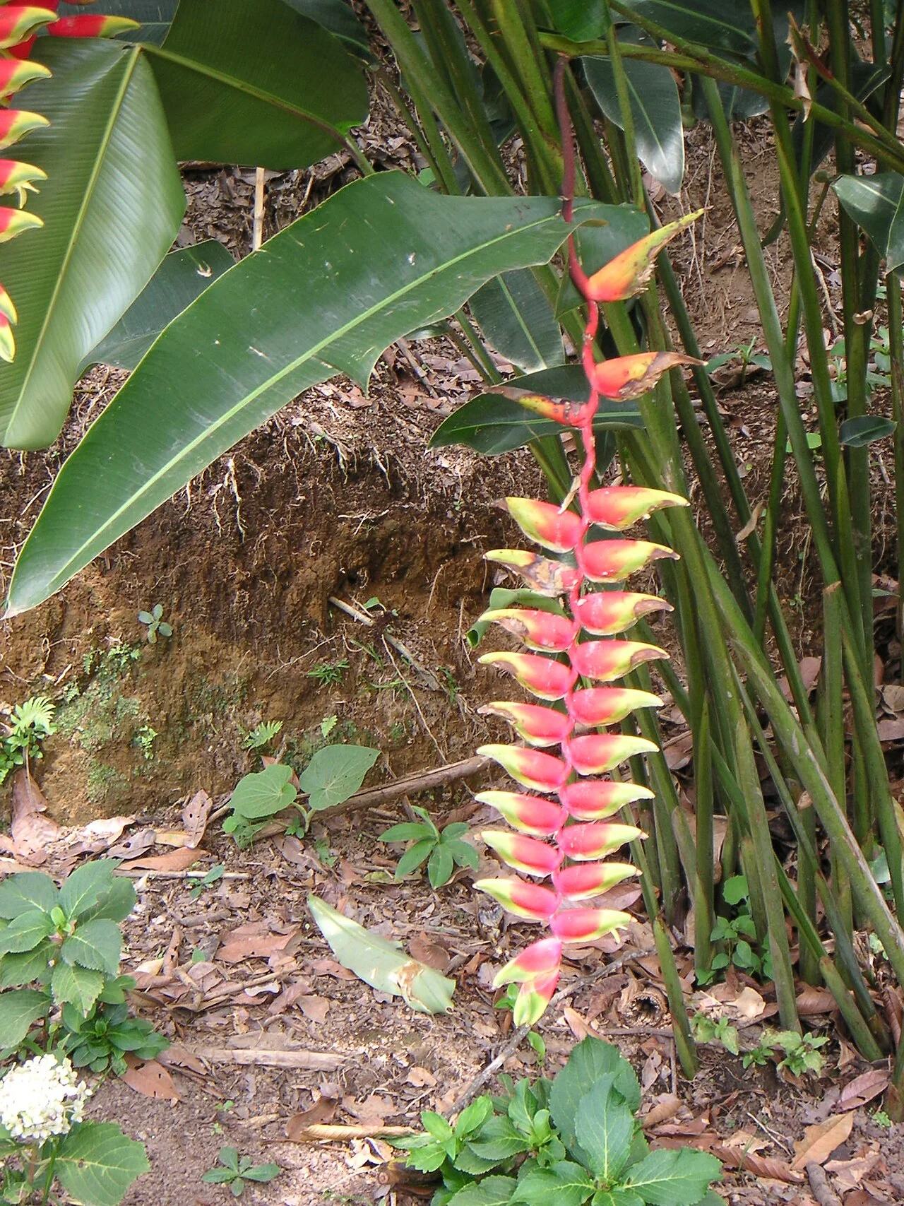 Photo of Heliconia