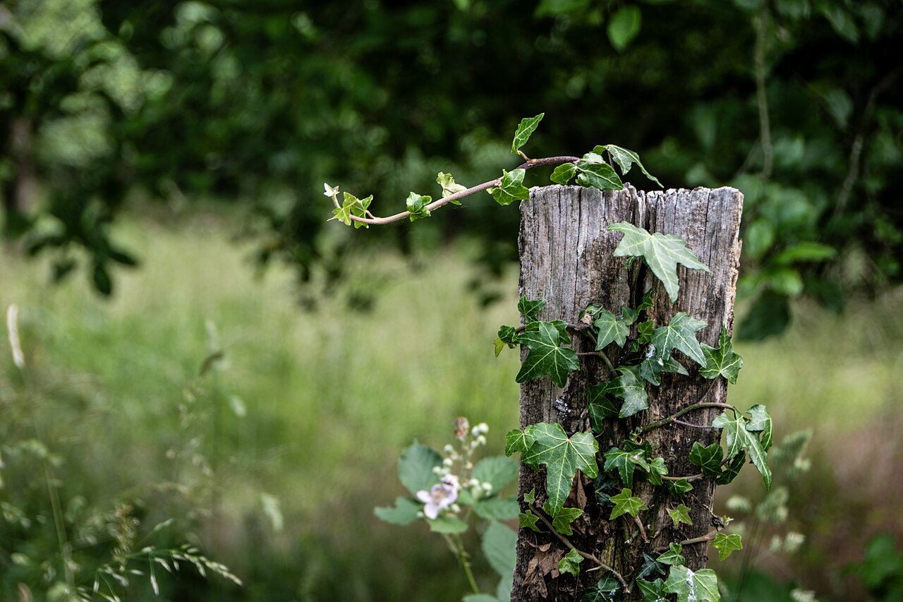 Common ivy (Hedera helix) climbing a fencepost in Hennef (Sieg), NSG Siebengebirge Teilgebiet Ennert, Germany