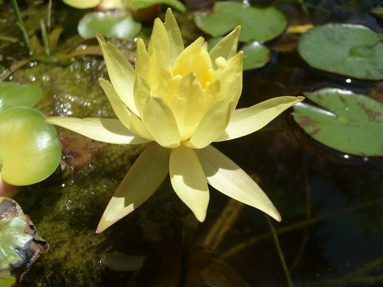 Photo of Heroica Ciudad de Ejutla de Crespo