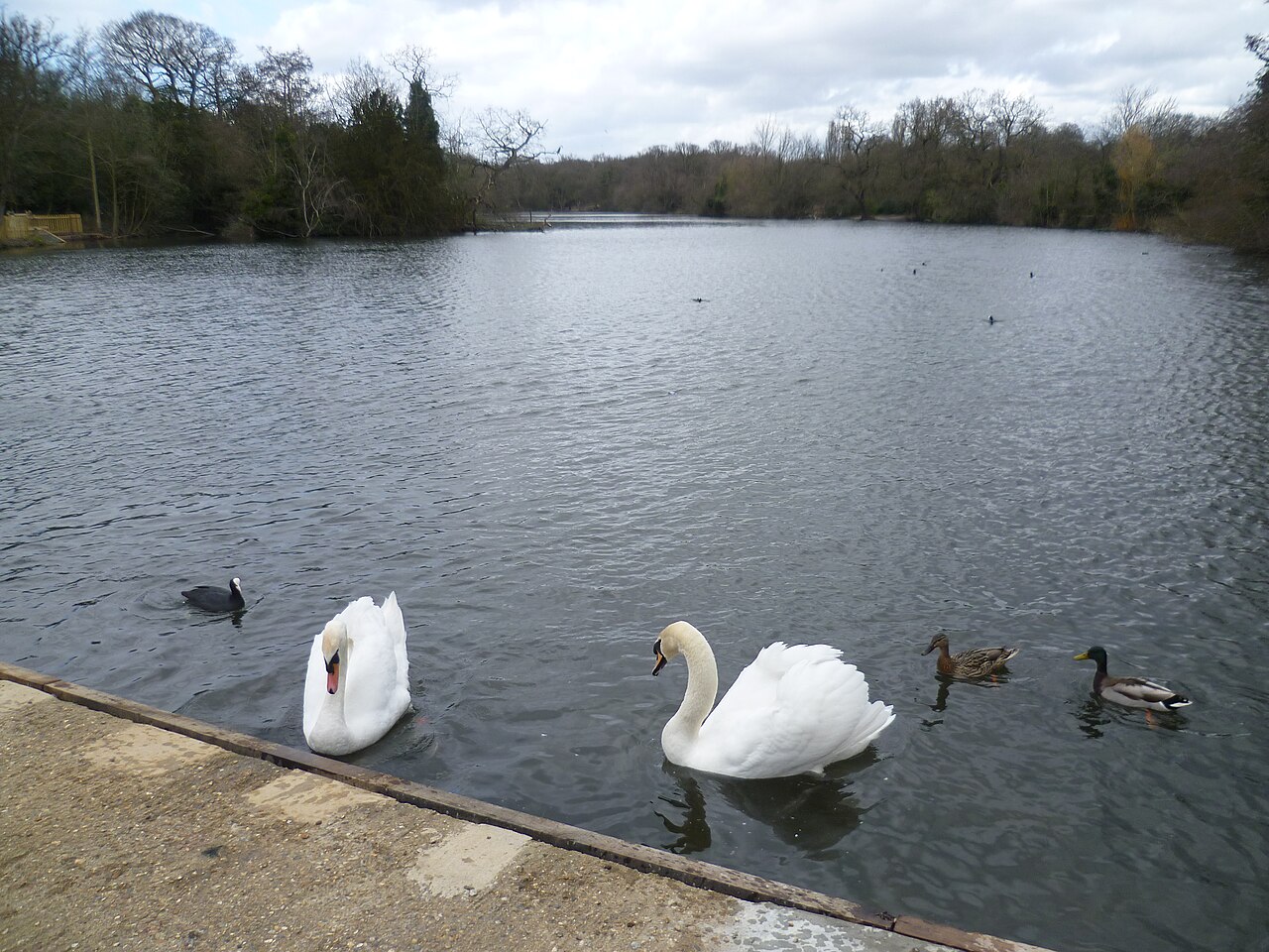 Swans on Highams Park lake