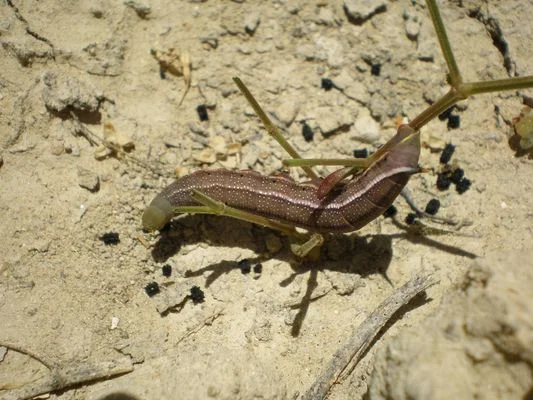 Photo of Higuera de Calatrava