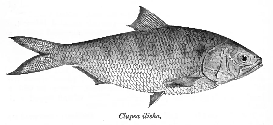 Photo of Hilsa