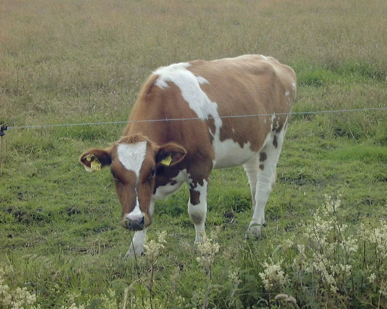 Photo of Holstein