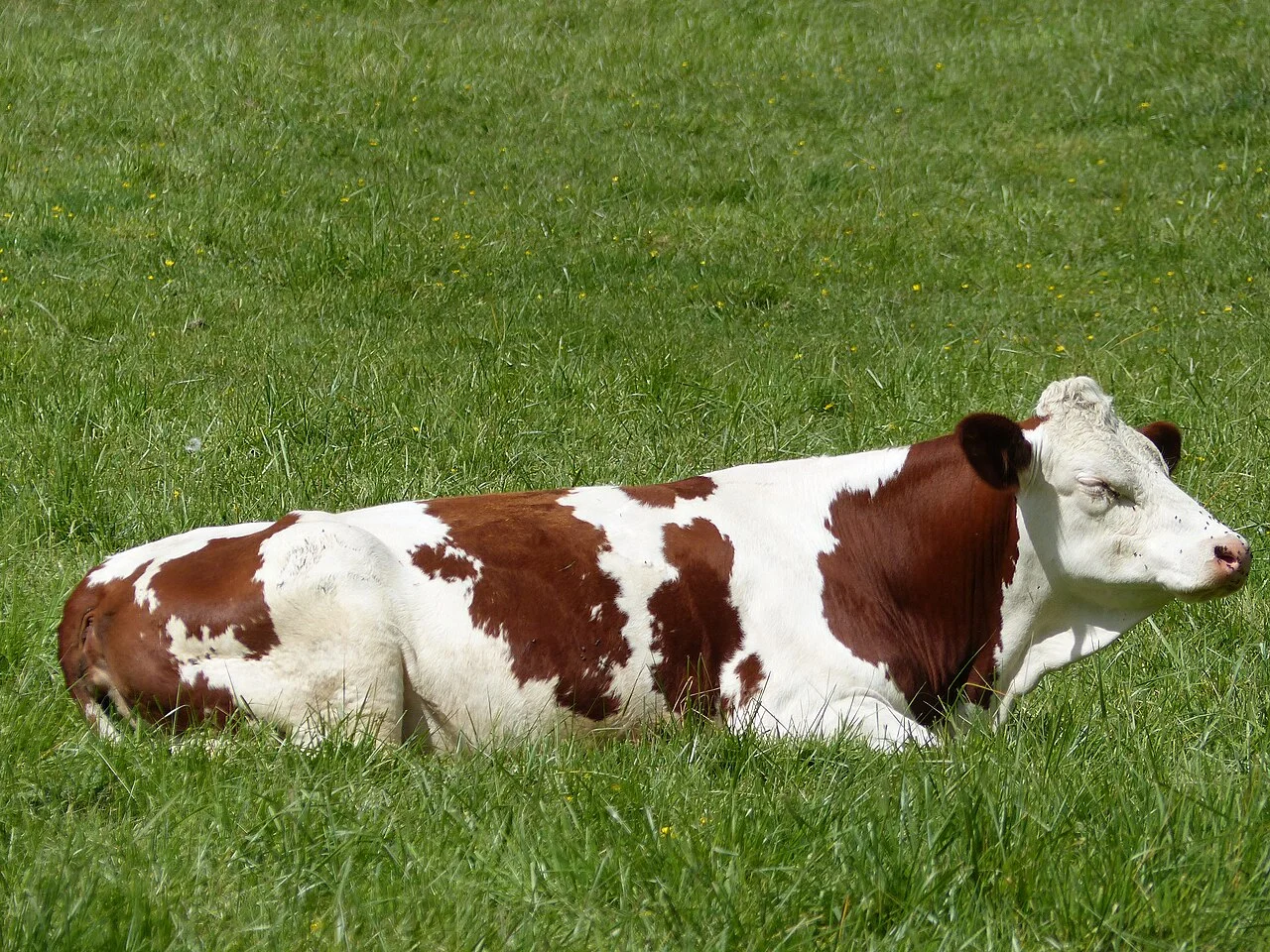 Photo of Holstein