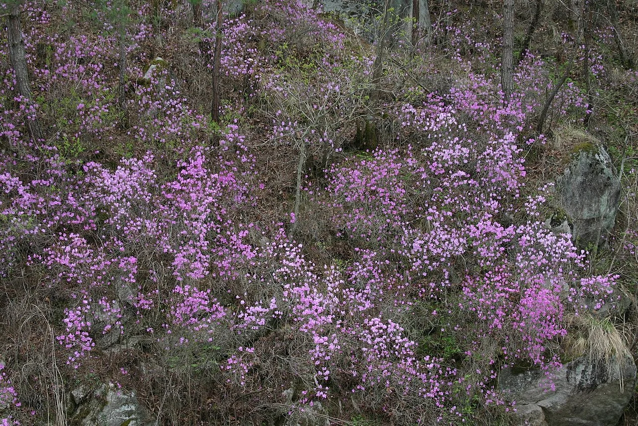 Photo of Hongch’ŏn
