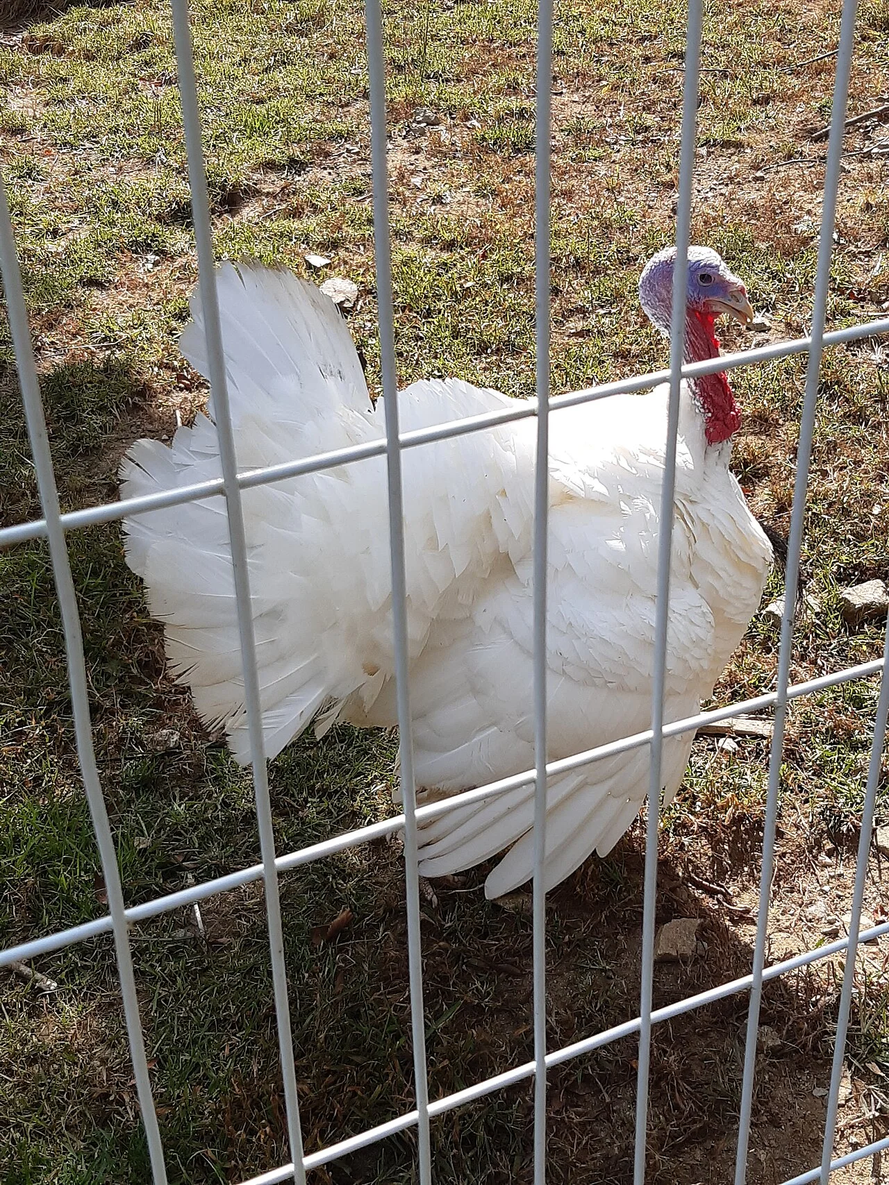 Photo of Hongch’ŏn