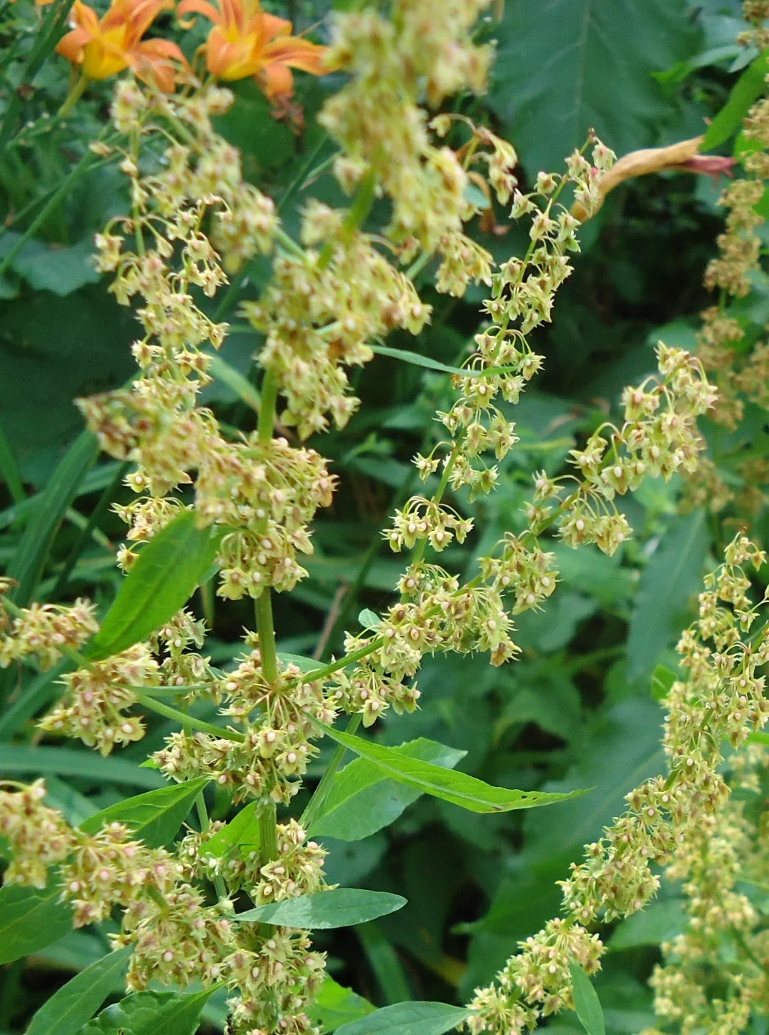 Photo of Hopatcong Hills