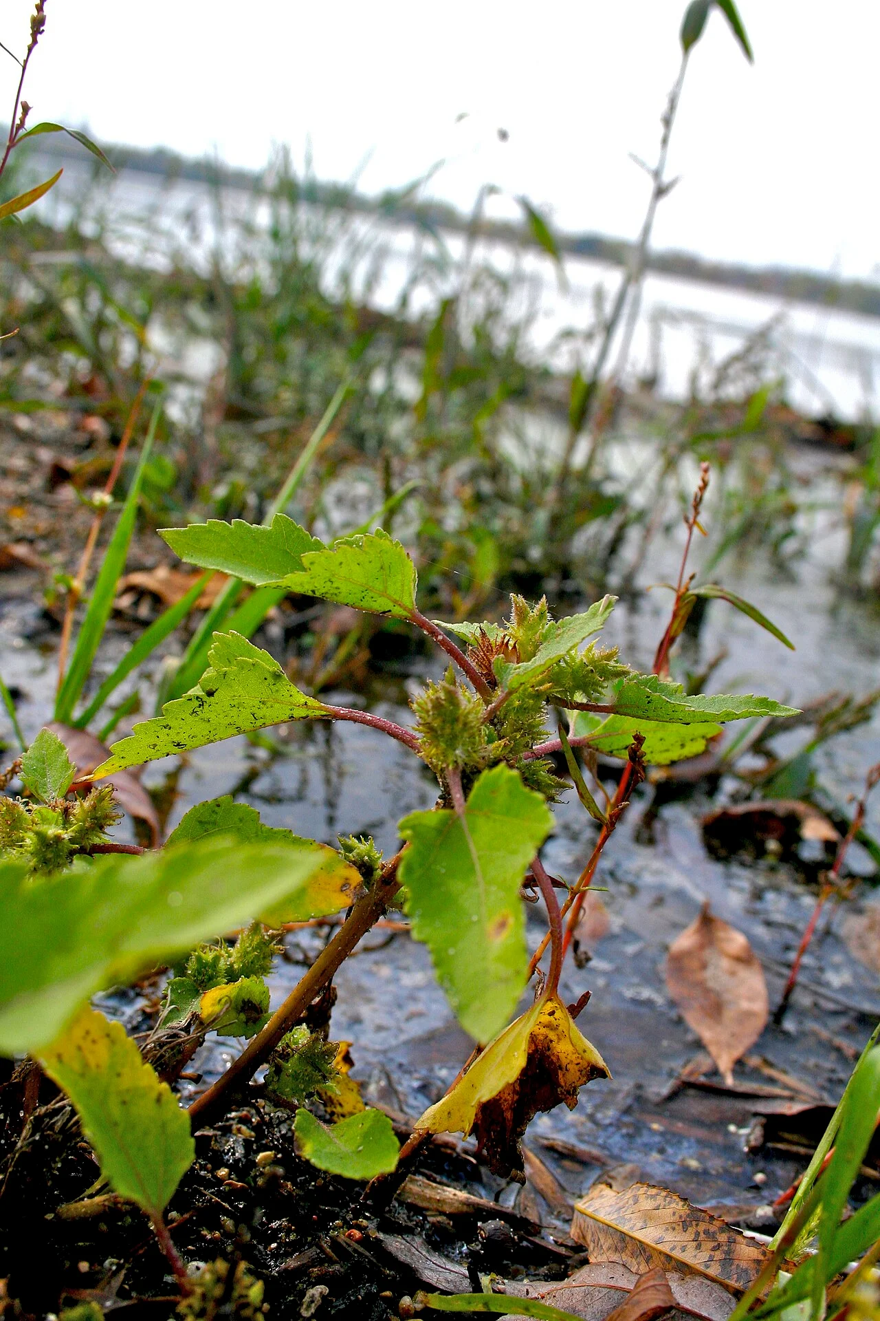 Photo of Howard Lake
