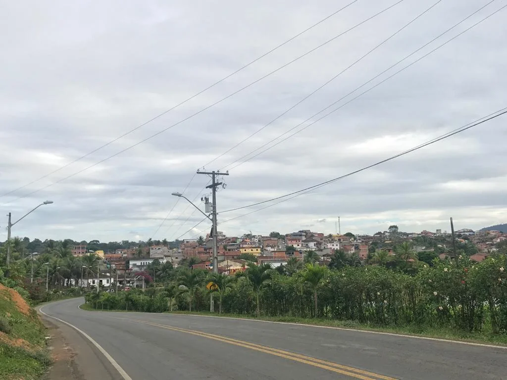 Photo of Ibirapitanga