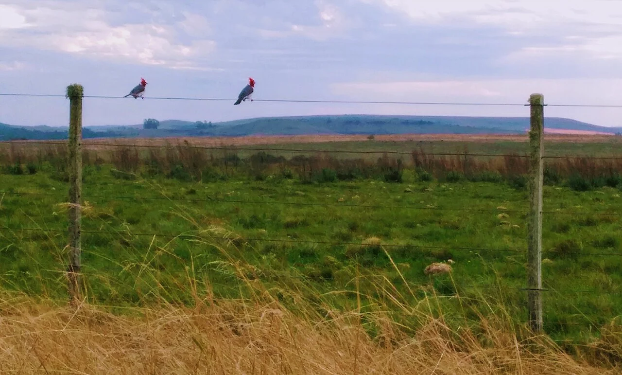 Photo of Ibirapuitã
