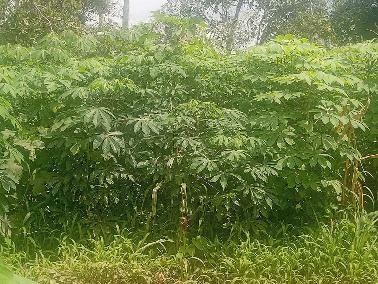 Cassava plantation farm