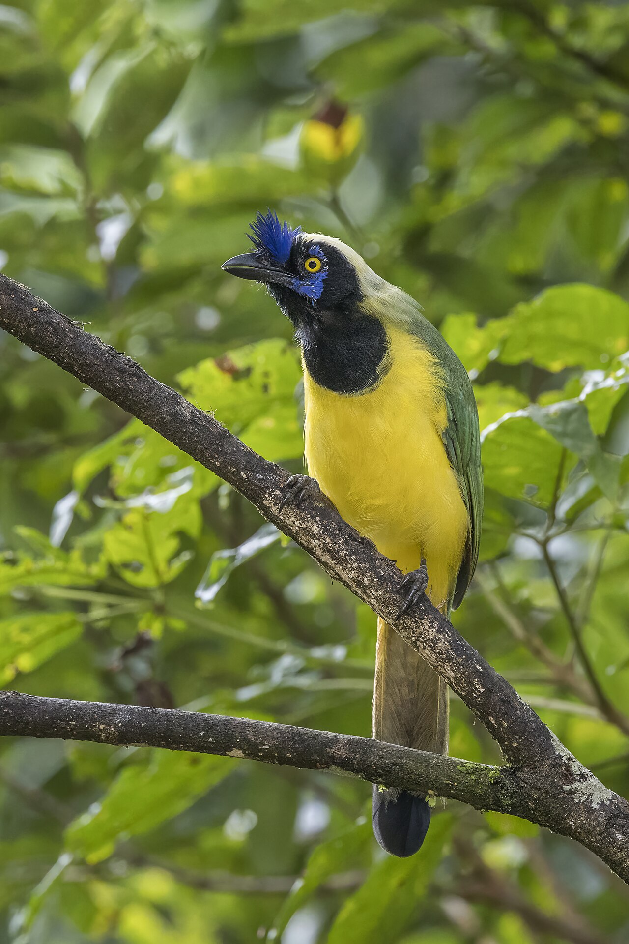 Inca jay (Cyanocorax yncas galeatus), Reserva Las Tangaras, Chocó, Colombia