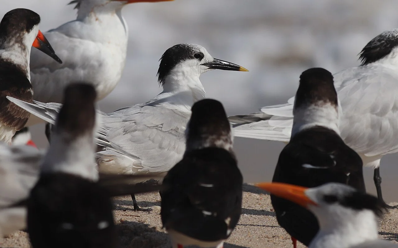 Photo of Indian River Shores
