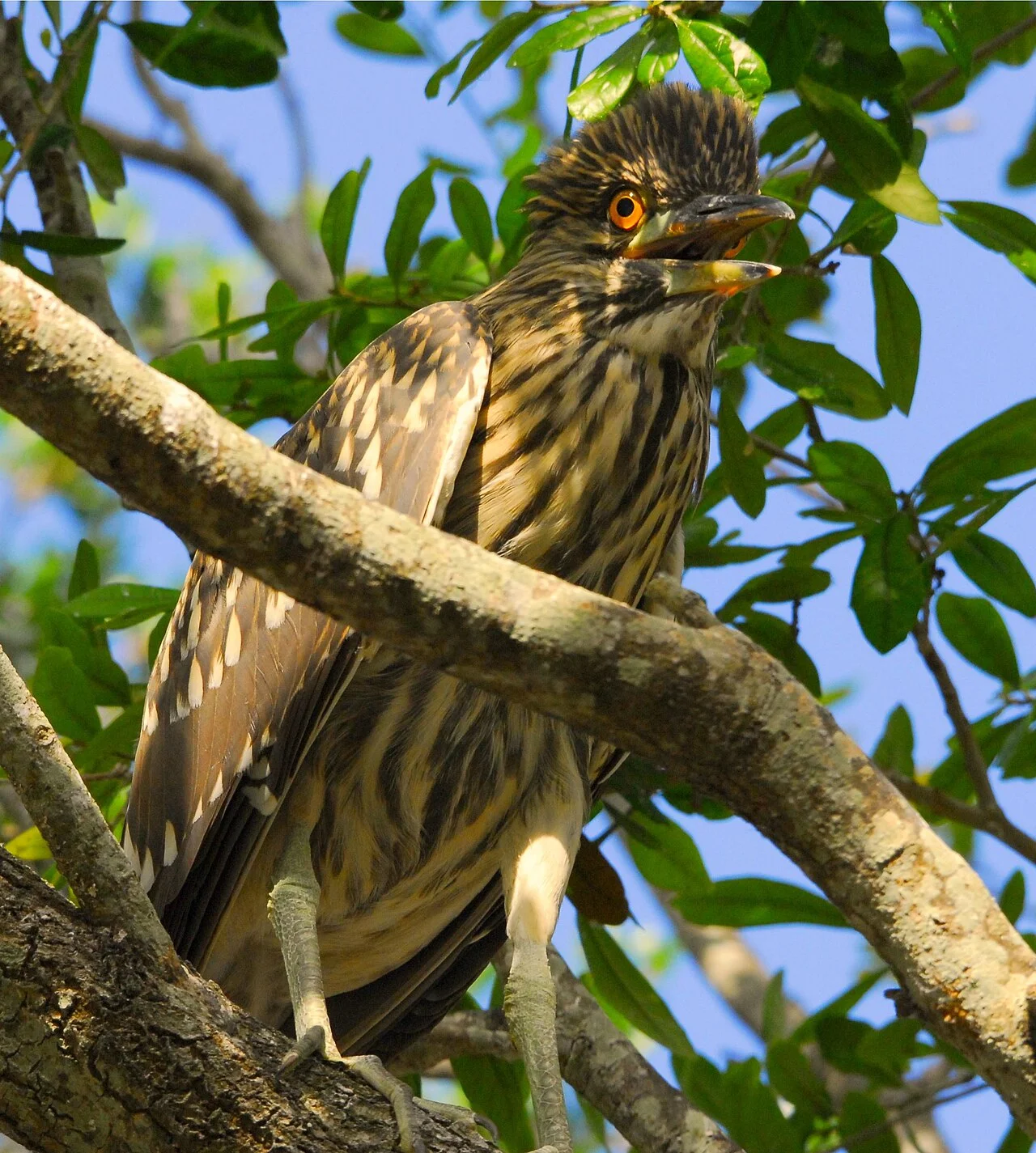 Photo of Indian Shores