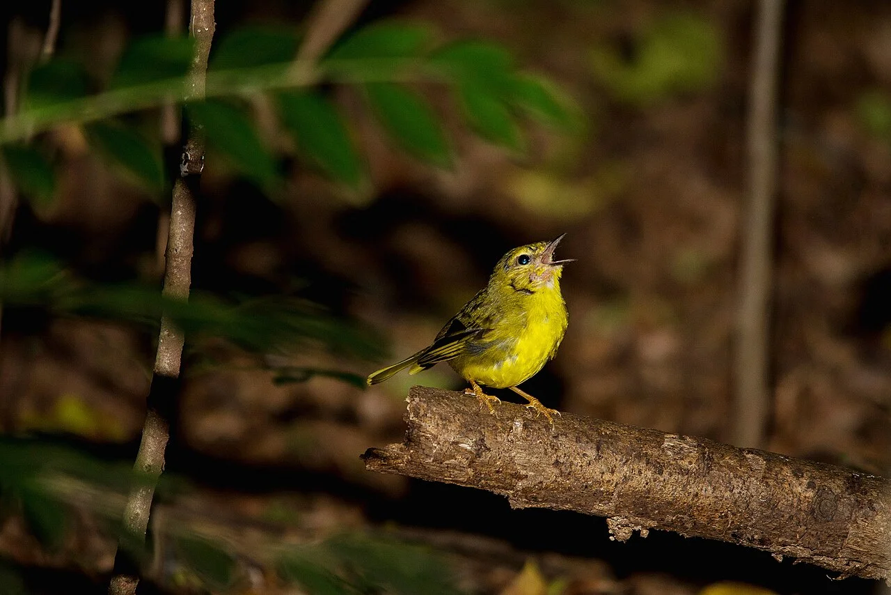 Photo of Iracemápolis
