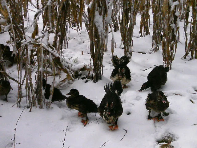 Photo of Itainópolis