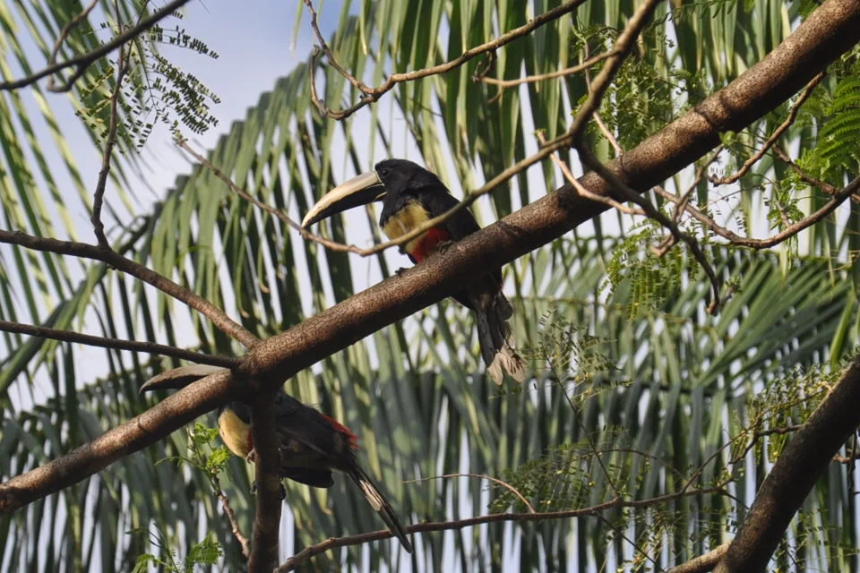 Photo of Itamarati de Minas