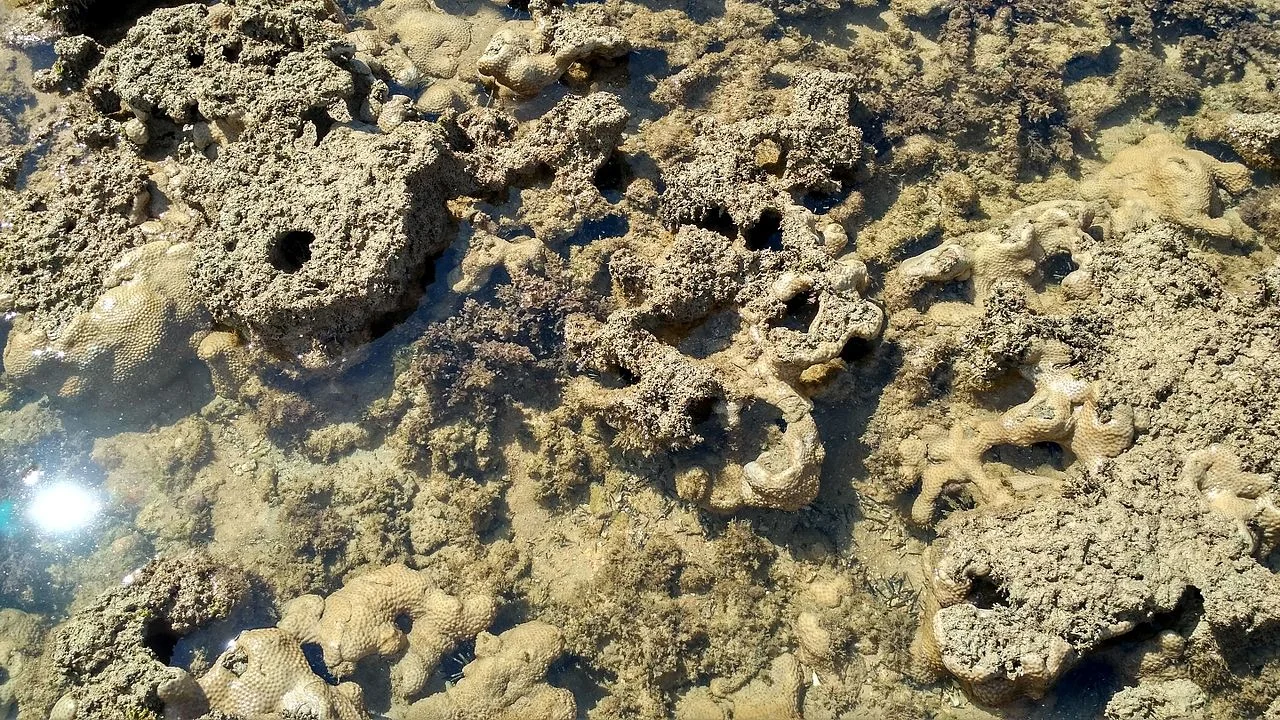 Photo of Itapororoca