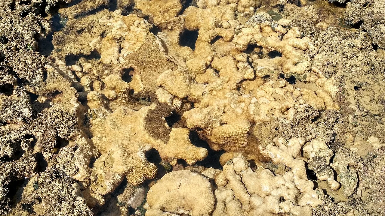 Photo of Itapororoca