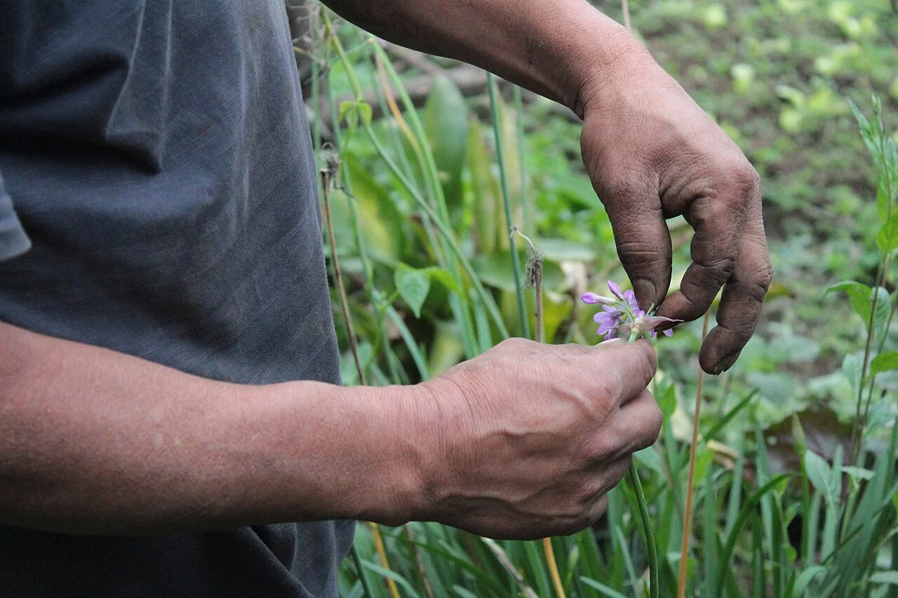 Photo of Ixhuatlán del Café