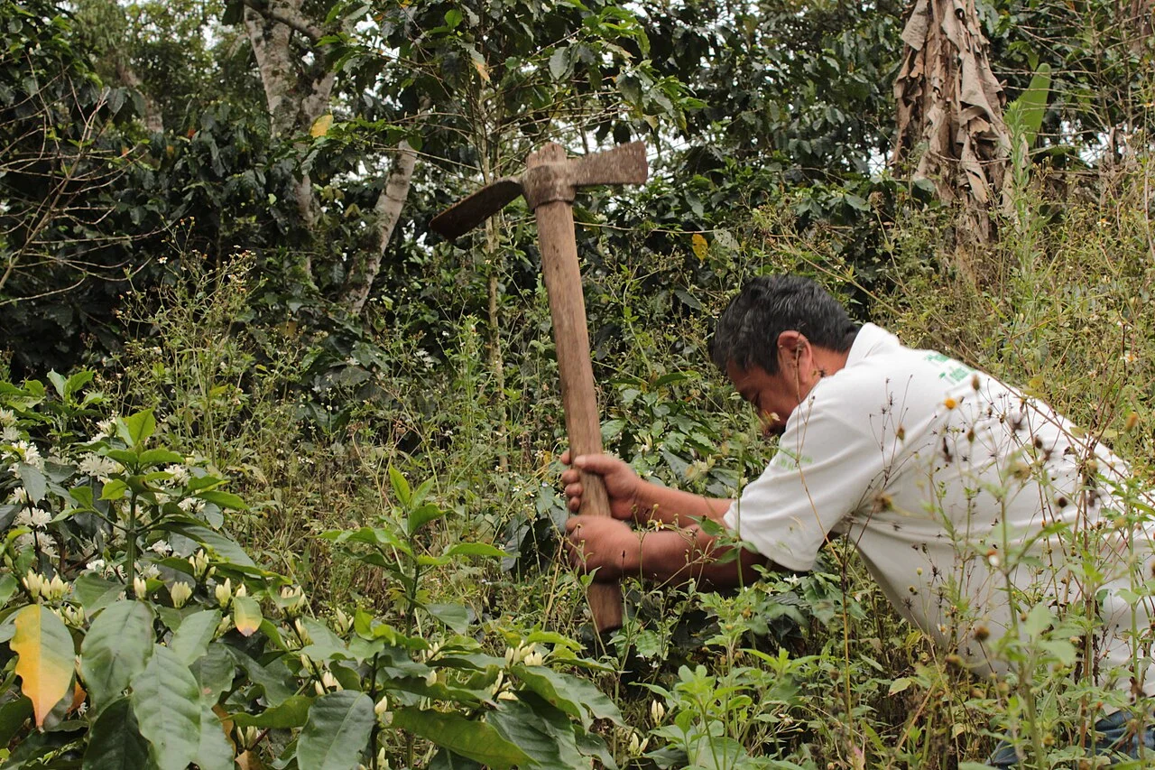 Photo of Ixhuatlán del Café