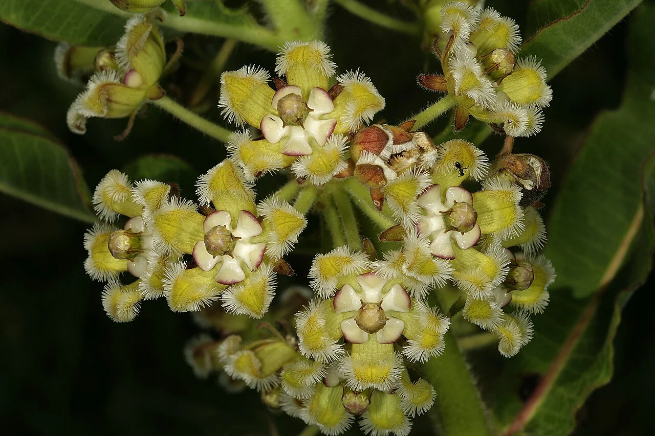 Photo of Izingolweni