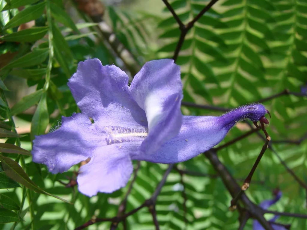 Photo of Jacarandas