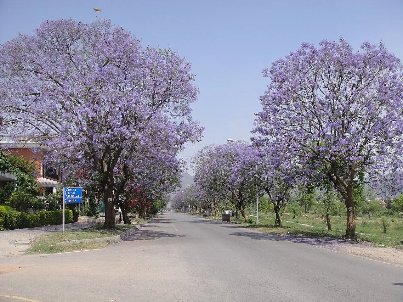 Photo of Jacarandas
