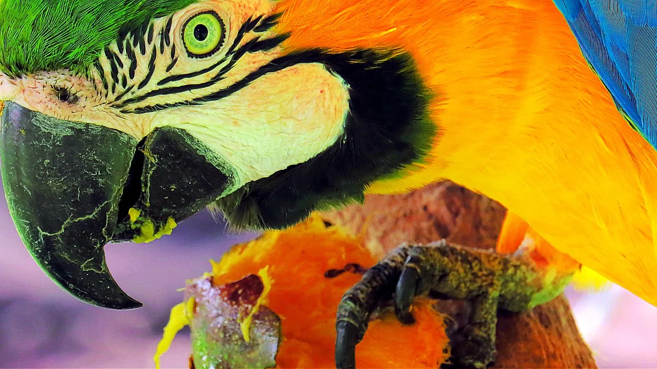 Photo of Joaquim Felício