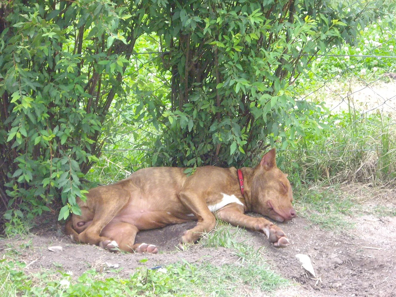 Photo of Juan L. Lacaze