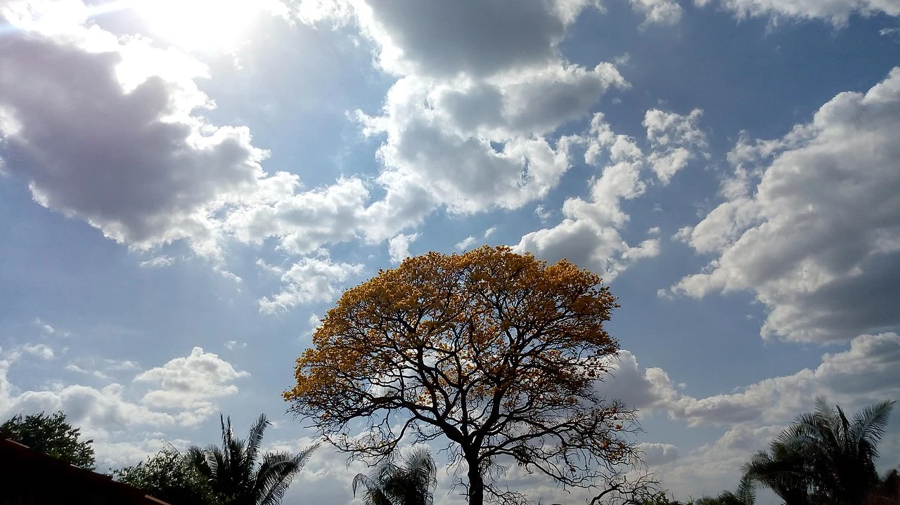 Photo of Junco do Maranhão