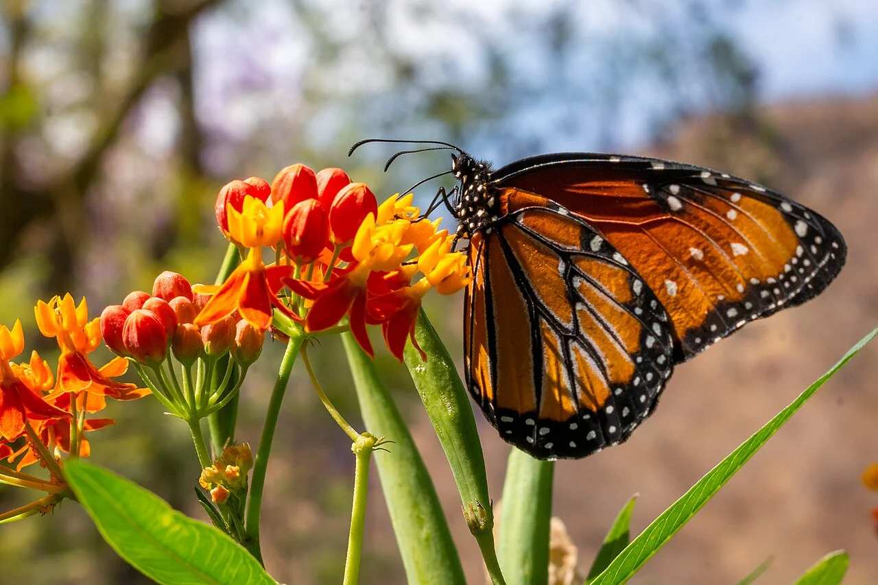Photo of Jungapeo de Juárez