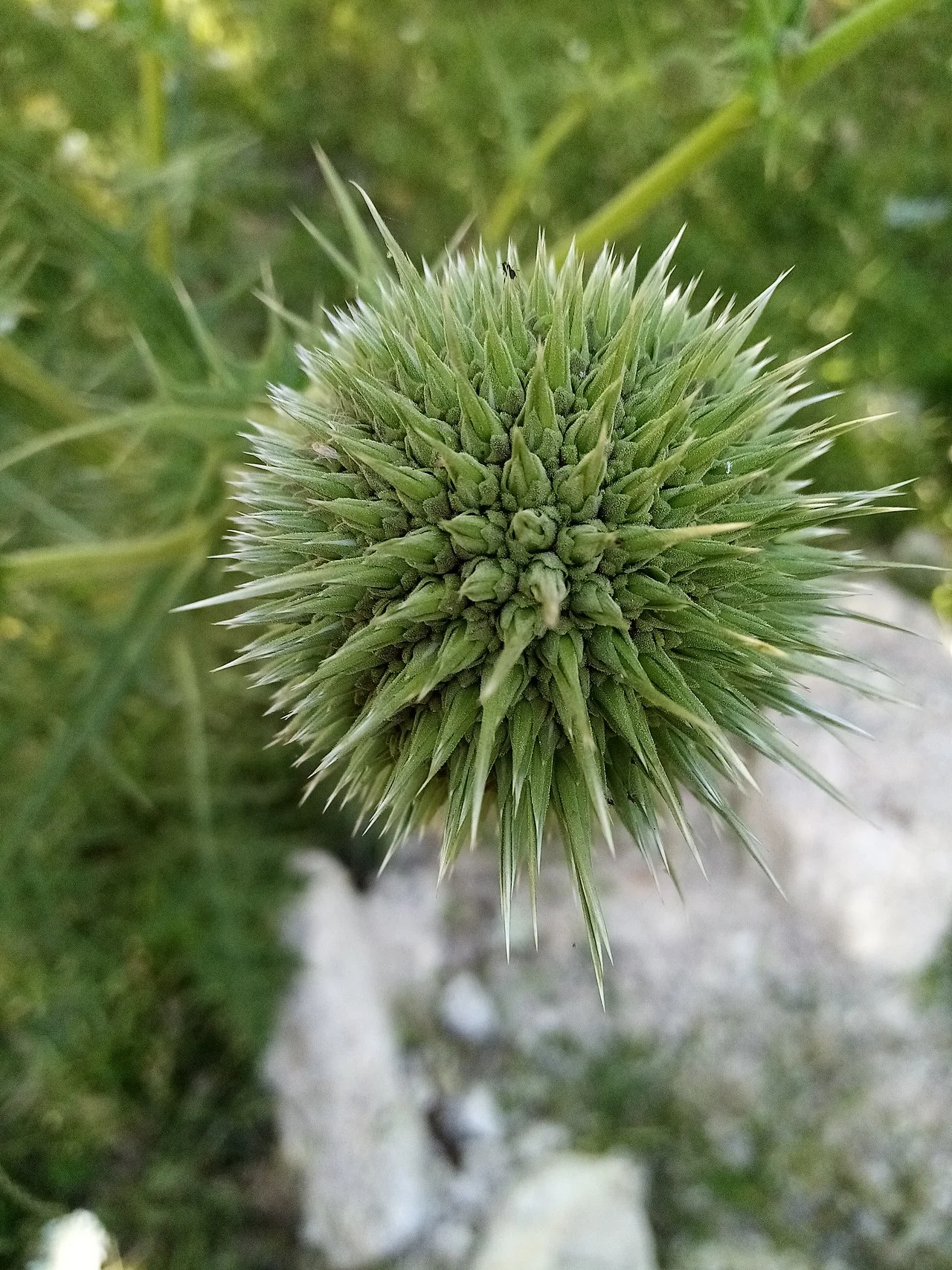 Photo of Kafr Takhārīm