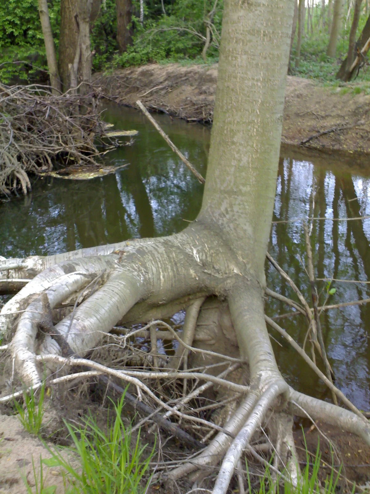 Photo of Kamienica Polska