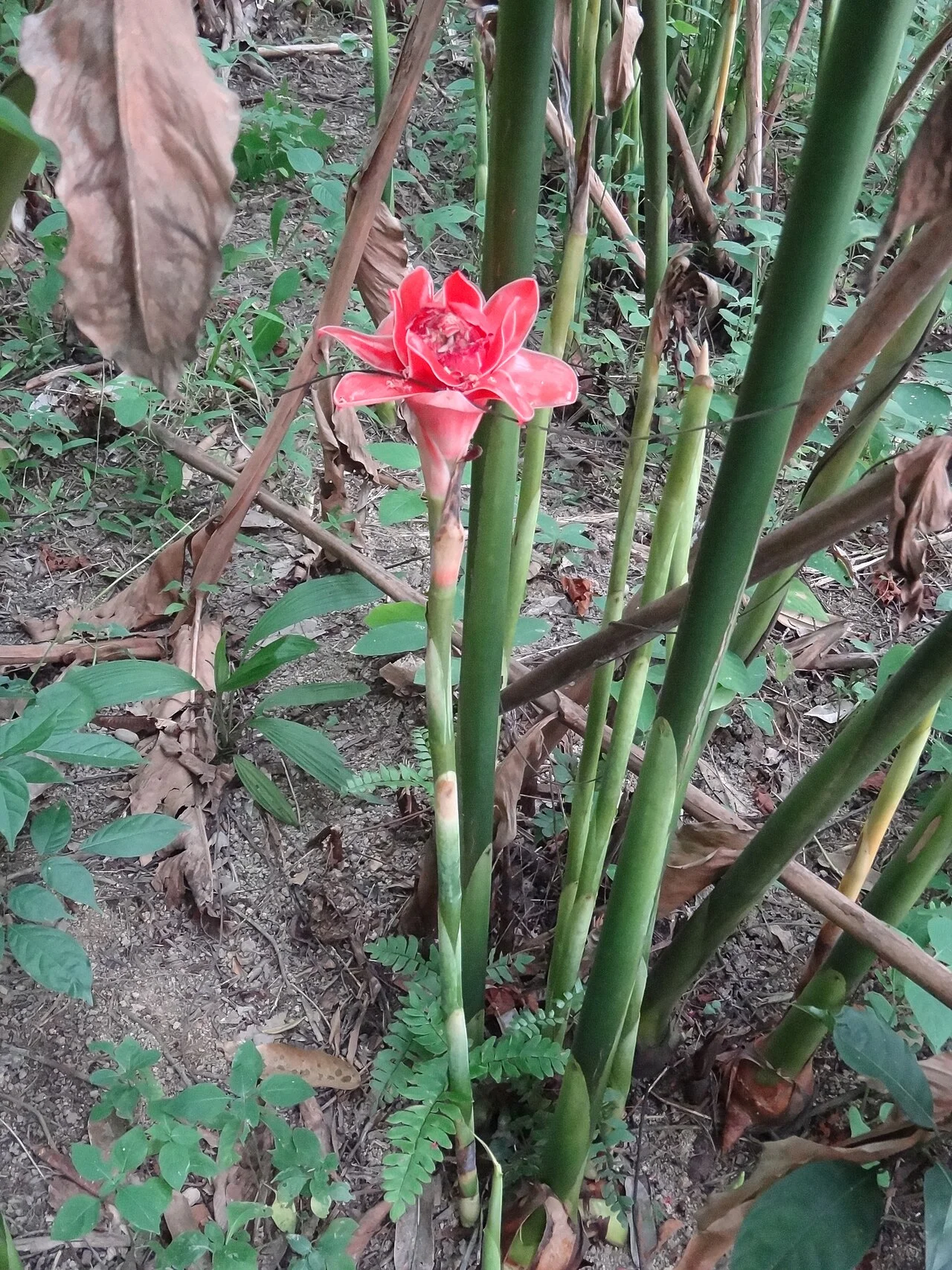 Photo of Kampung Sungai Penchala