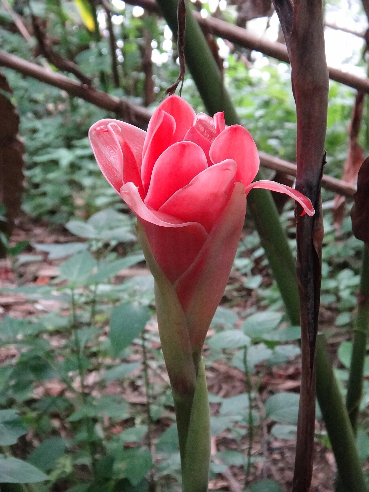 Photo of Kampung Sungai Penchala