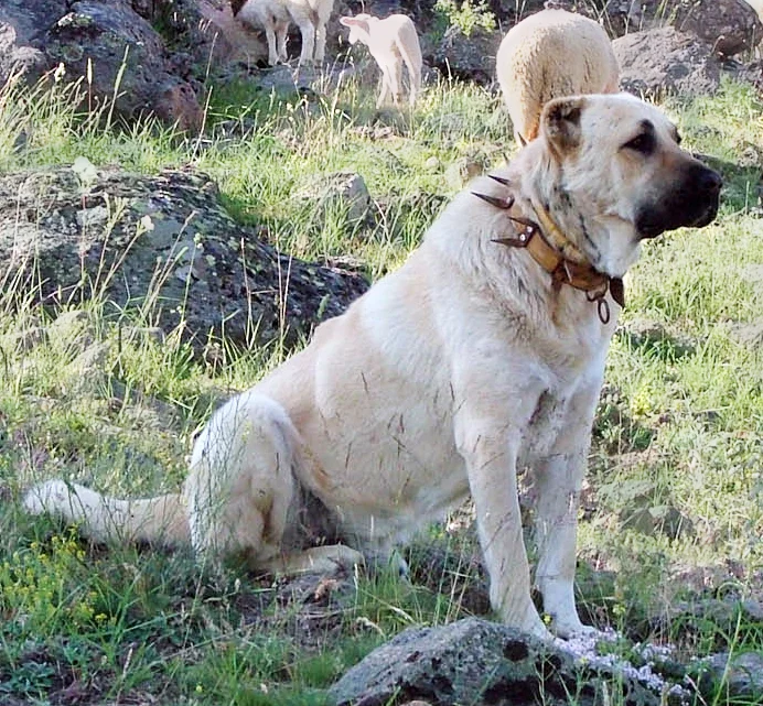 Photo of Kangal