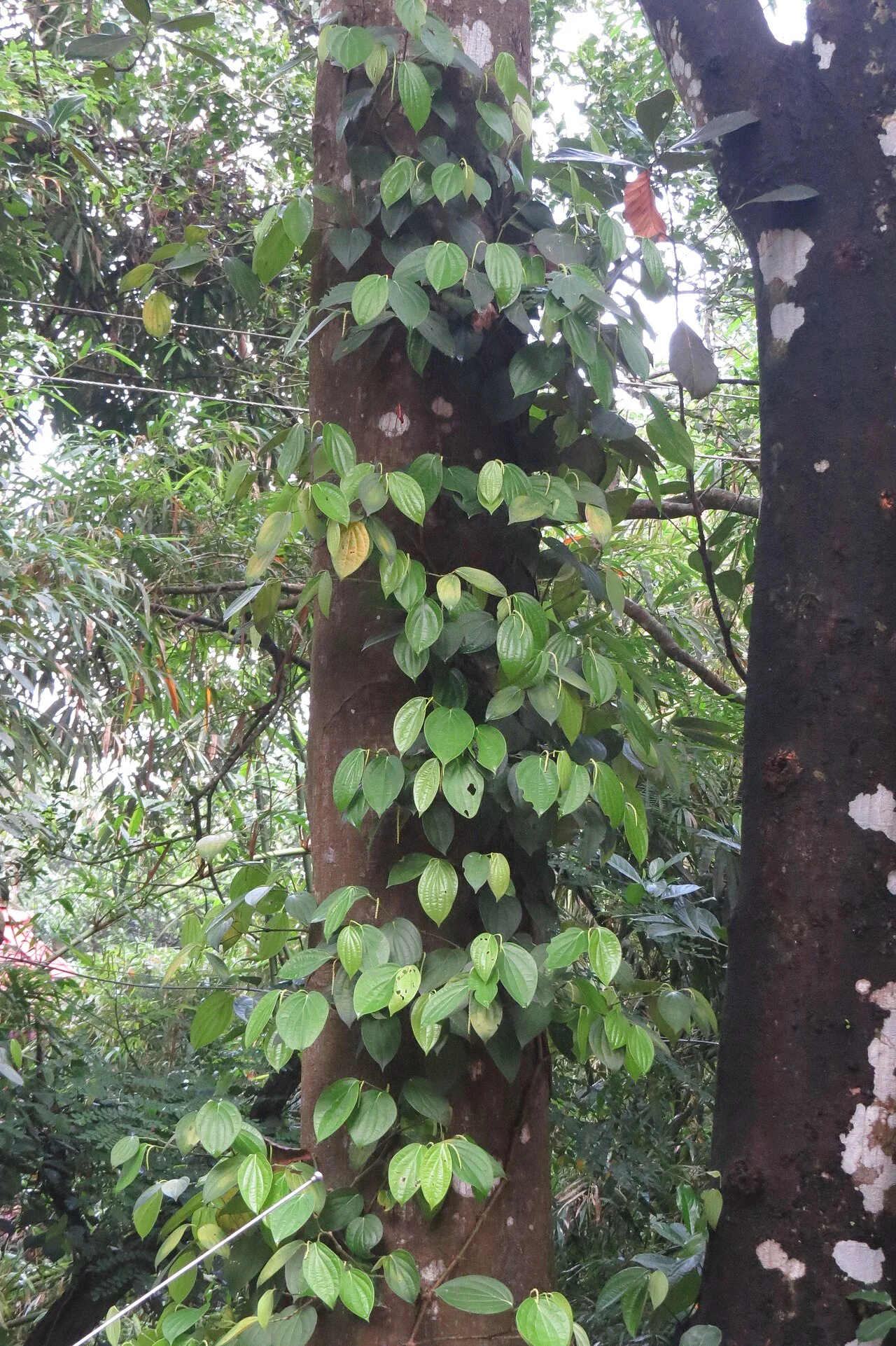 Photo of Kanniyākumāri