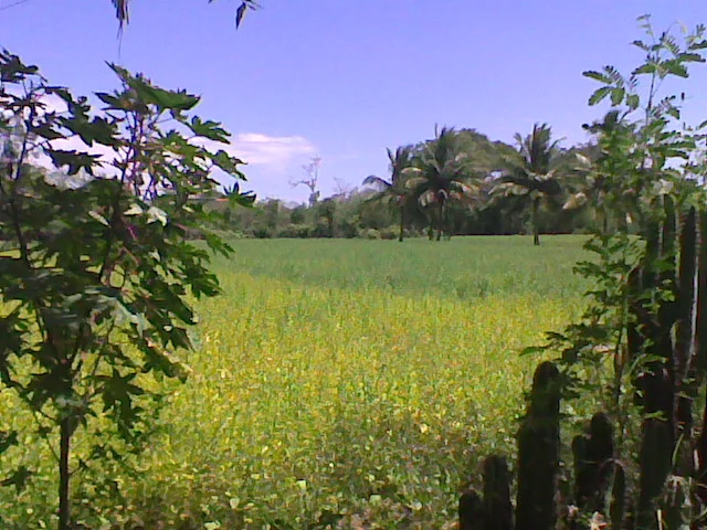 Photo of Karambakkudi